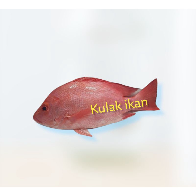 

KAKAP MERAH SEGAR BEKU FRESH