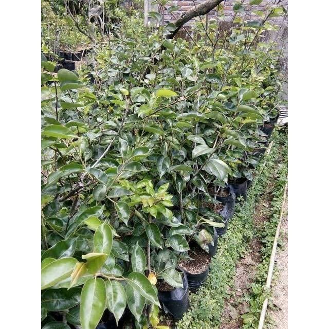 Bibit pear hijau cepat berbuah