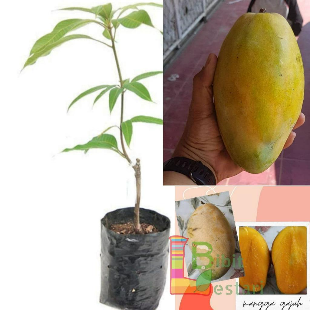 Jual Bibit Mangga Gajah Super Besar Mangga Jumbo Indramayu Okulasi Shopee Indonesia 