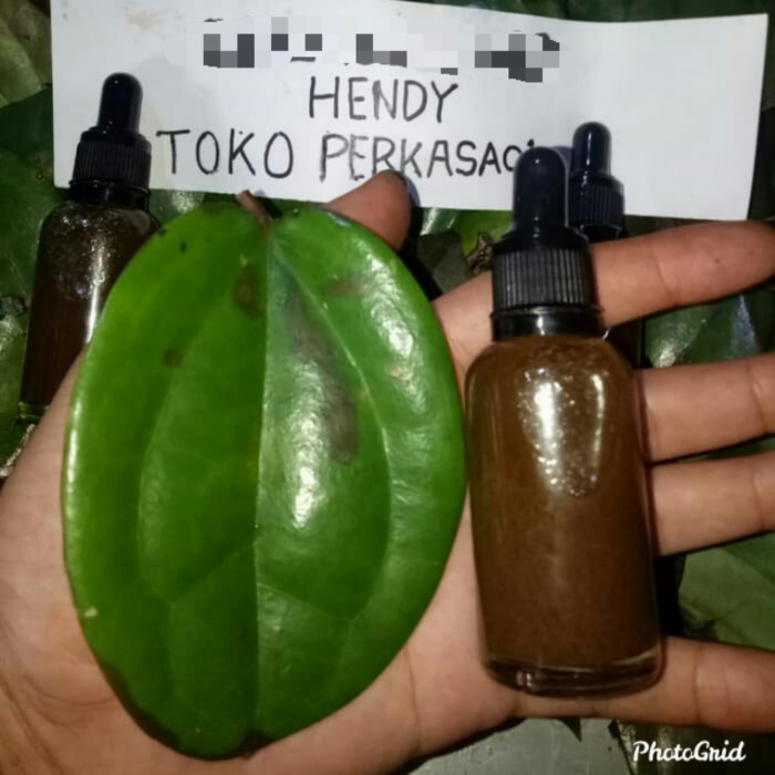 Terlaris minyak daun bungkus papua / minyak daun tiga jari + minyak bulus asli