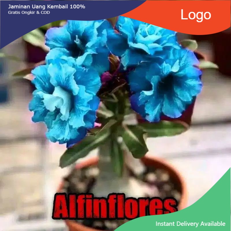 tanaman hias kamboja jepang adenium bunga tumpuk blue/biru