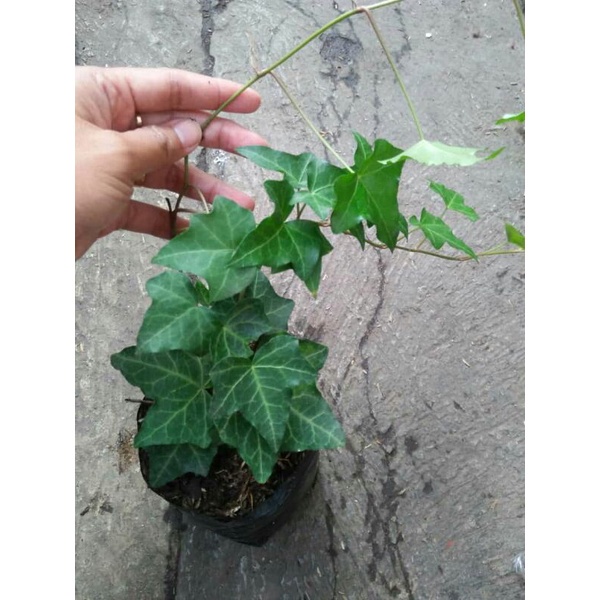 Bibit bunga ivy ijo  (hedera helix)- Tanaman Hias Gantung English Ivy - Ivy Hijau