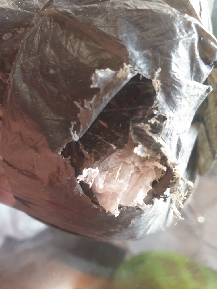 Plastik Plong Hd Sablon Ukuran 15x24 Tebal 0.35