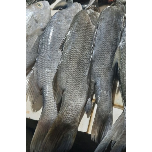 

Kakap hitam/1kg