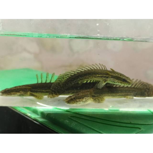 Ikan Hias Predator Polypterus / Palmas Lapradei