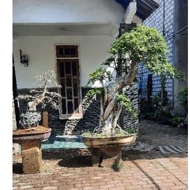 pohon streblus asper / serut taman rasa bonsai tinggi 160cm