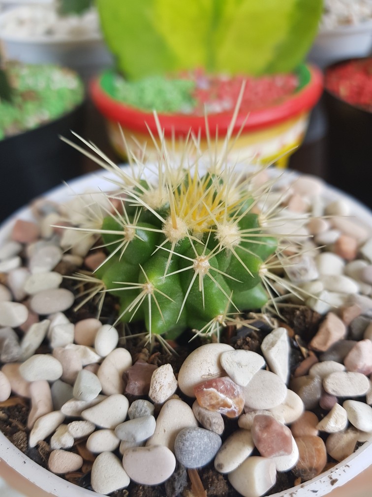 Sukulen Dan Kaktus | Echinocactus Grusonii (golden Barrel)