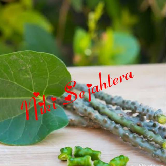 

Butrowali Herbal Kering Kwalitas Unggul 100gr
