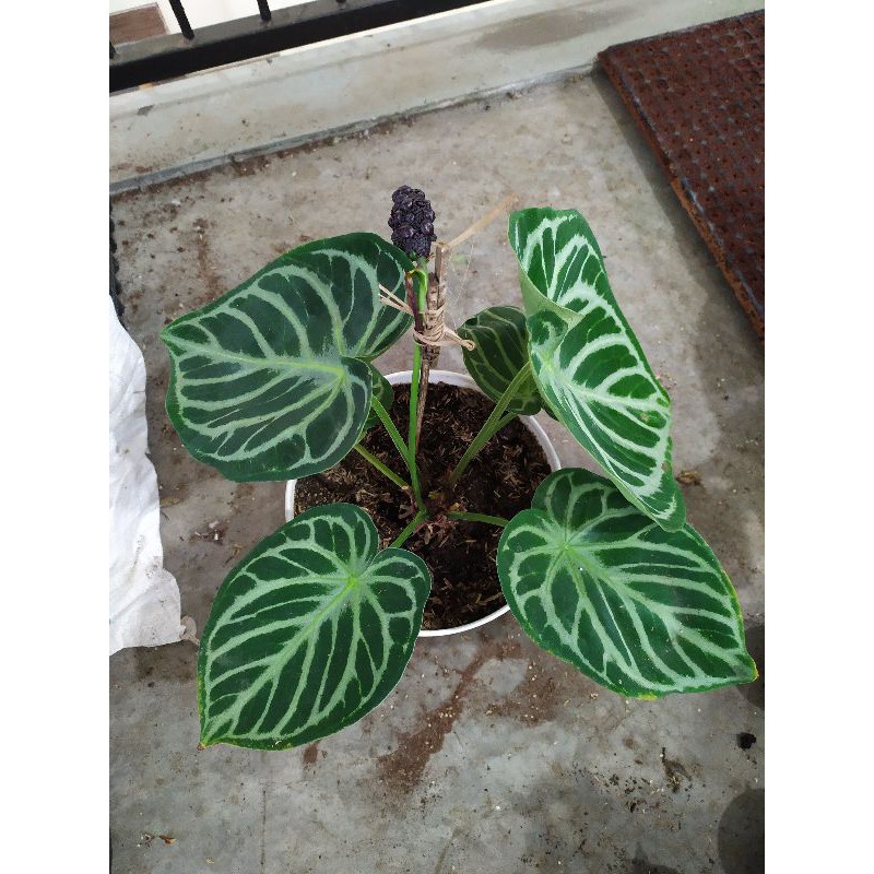 Tanaman Dorayaki Kuping Gajah Mangkok