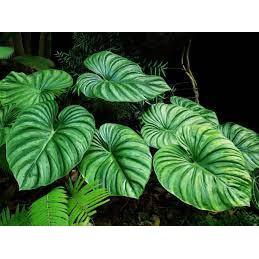 philodendron plowmanii