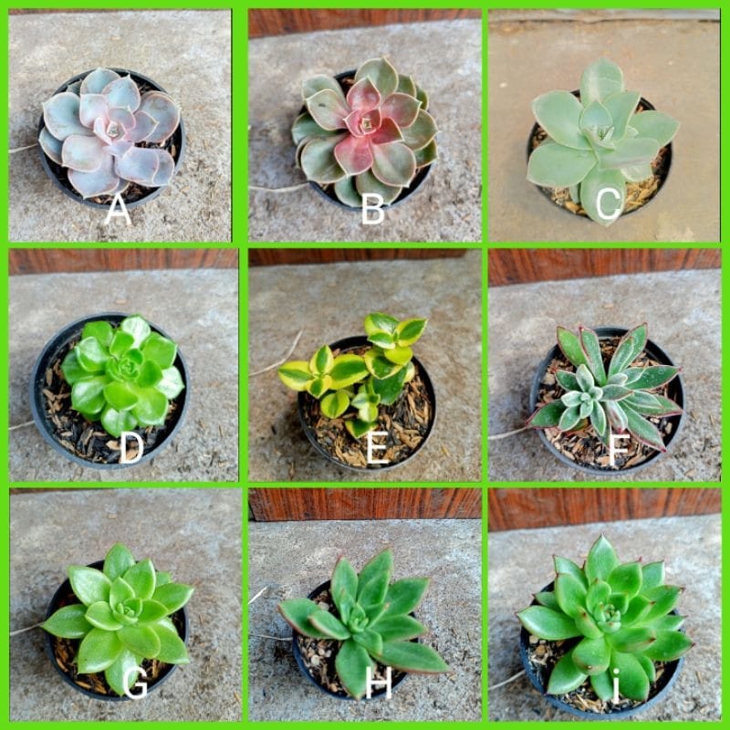 Tanaman Hias Kaktus Sukulen/Succulent Ukuran Mini Okulasi