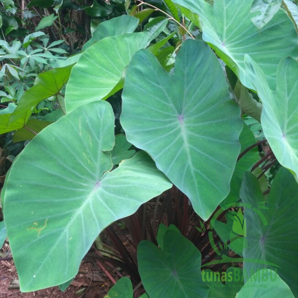 Jual Daun talas batang ungu daun bolang talas sayur Segar dari kebun Shopee Indonesia