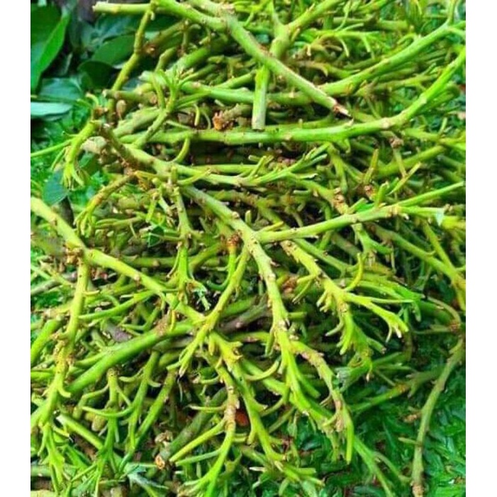 Entres Alpukat Red Vietnam