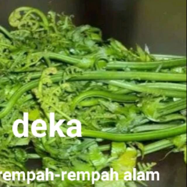 

Sayur pakis paku 1ikat