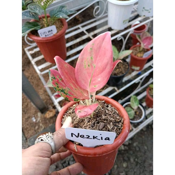 AGLONEMA NEZKIA ANAKAN (BISA COD)