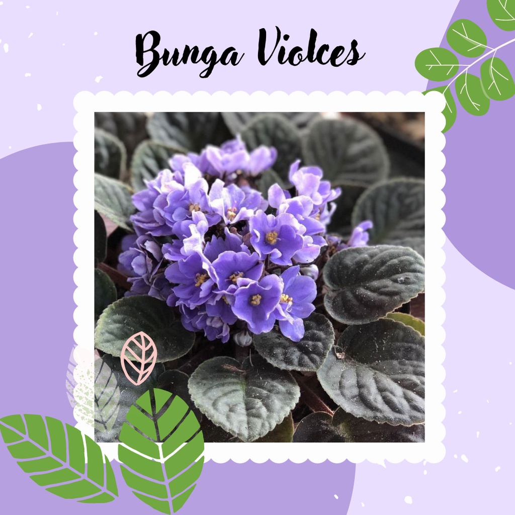 Tanaman Bunga Violces Tanaman Hias Bunga Violces Bunga Biru African Violets Blue