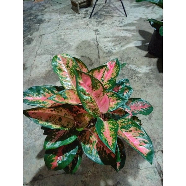 Aglonema kocin rumpun