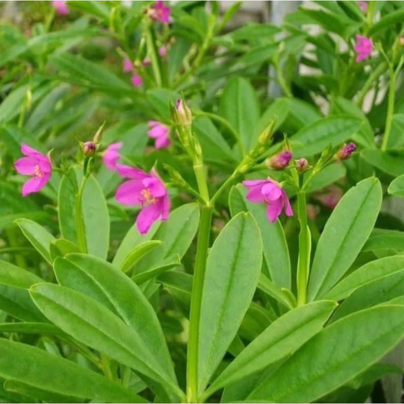 Tanaman herbal tanaman ginseng jawa,bibit tanaman ginseng jawa