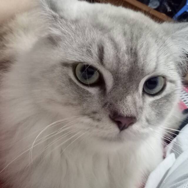 sqpurbas07