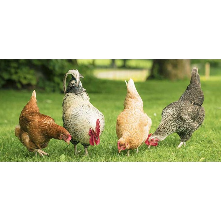 Solagri 3 enzim dan nutrisi unggul untuk ternak ayam petelur-2