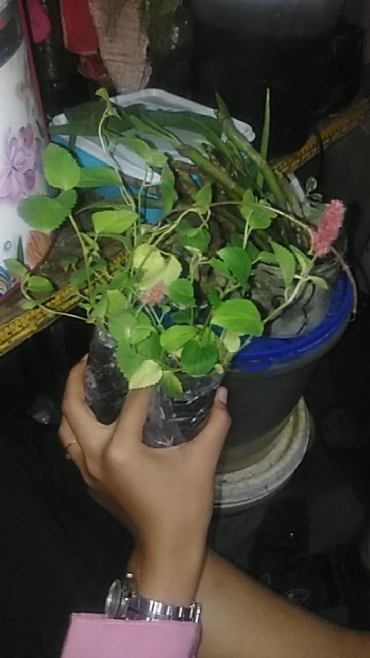 Tanaman Gantung Acalypa Ulat Merah