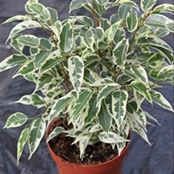 tanaman hias beringin putih , bahan bonsai beringin