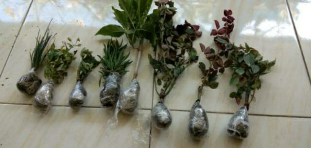 Tanaman Bunga Mawar Sunkist 200g