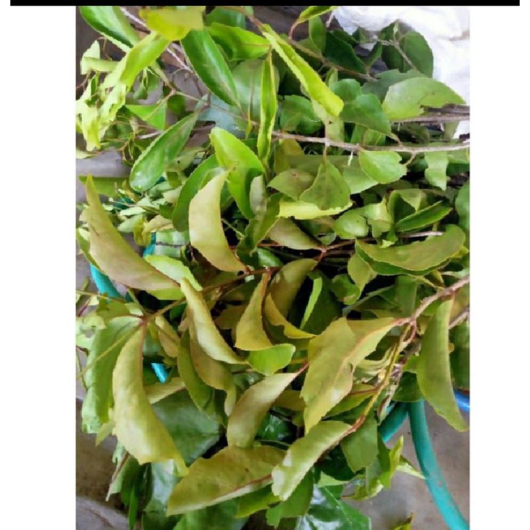 

daun benalu mangga segar.500 gr.tanaman herbal