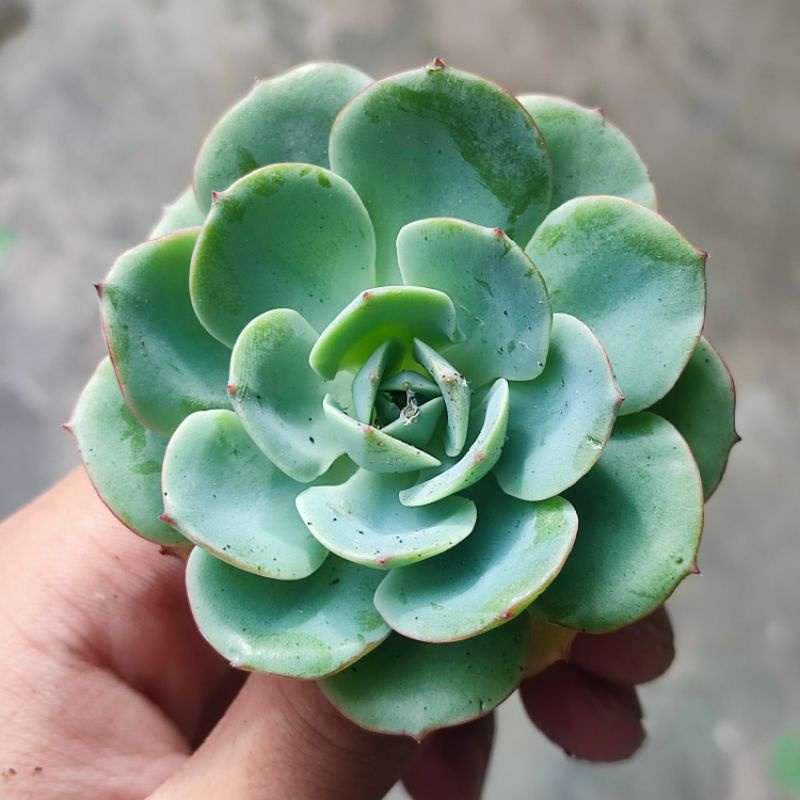 Sukulen Echeveria Atlantis