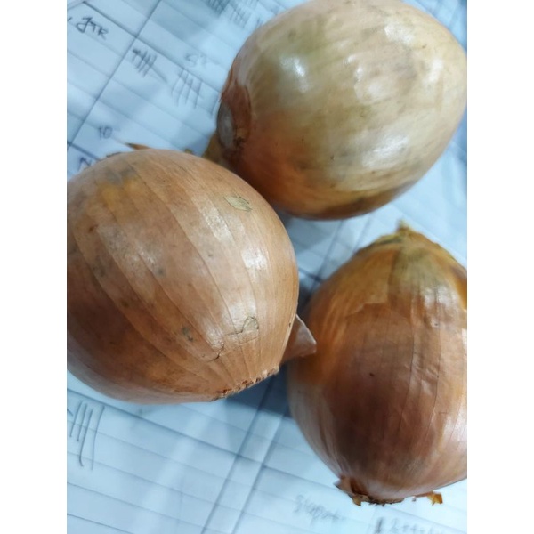 BAWANG BOMBAY UKURAN SEDANG 1KG