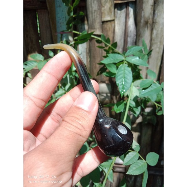 once pipa full tanduk super premium