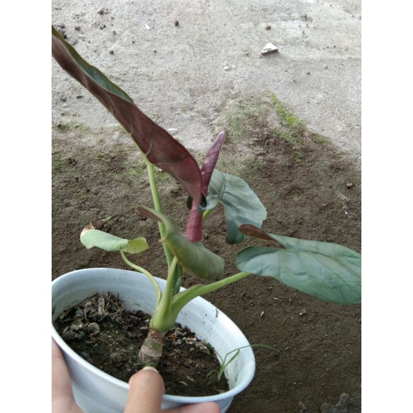 Alocasia Reginae / Alocasia