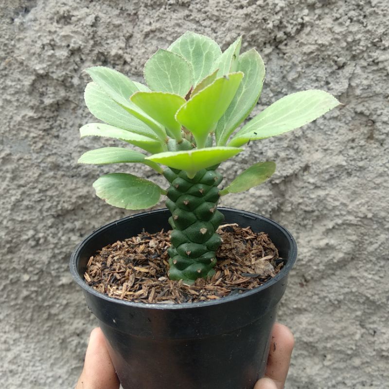 Monadenium Ritchiei | Kaktus | D10cm