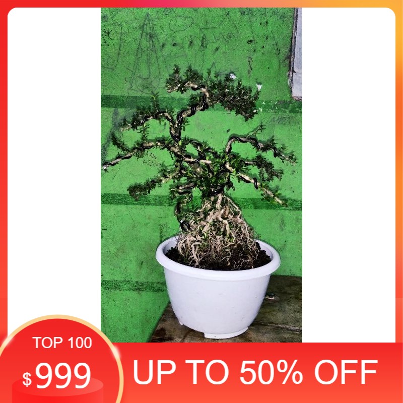 Tanaman Hias Bonsai Seribu Bintang ukuran Besar tanaman hias