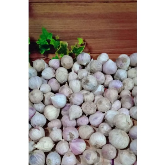 

Bawang putih tunggal