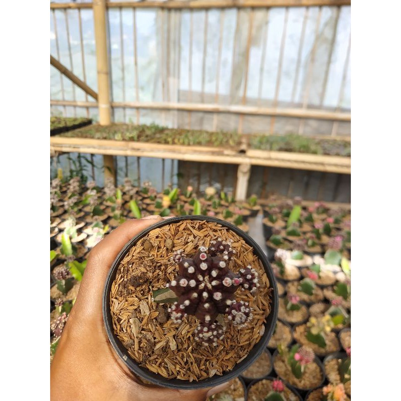 kaktus grafting import korea medium