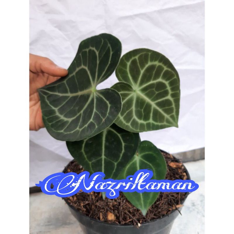 kuping gajah tarantula Dewasa/clarinervium/kuping gajah karet