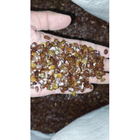 benih biji pohon johar 250 gram