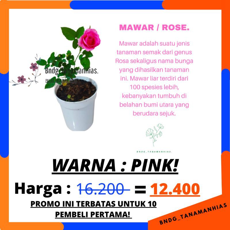 BUNGA ROSE MAWAR SUPER GRADE (WARNA PINK) | TERMURAH