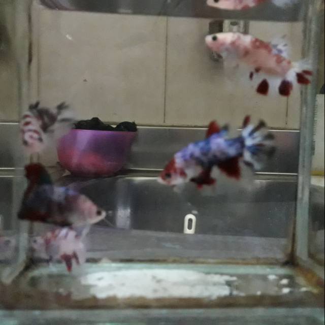 Ikan Cupang Jantan Koi Galaxy Multicolor