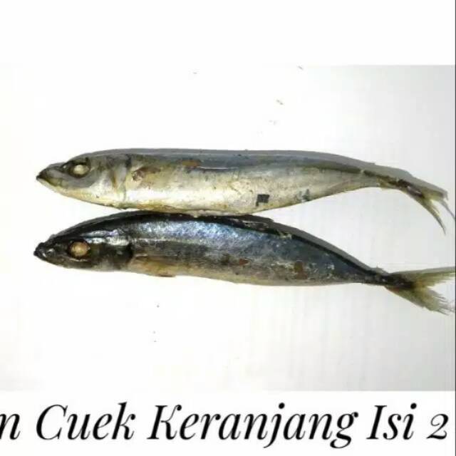 

Ikan cuwe
