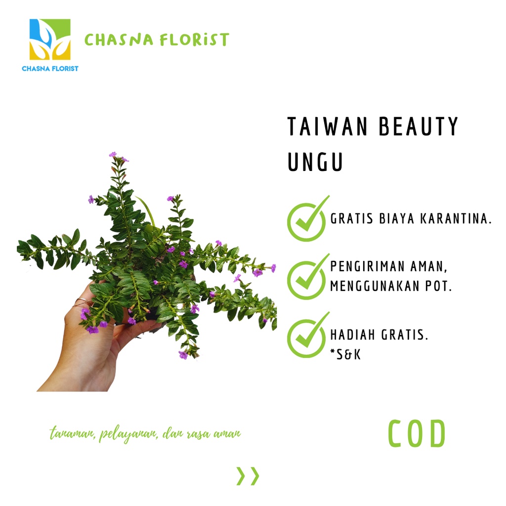 Tanaman Hias Taiwan Beauty | Bunga Warna Ungu