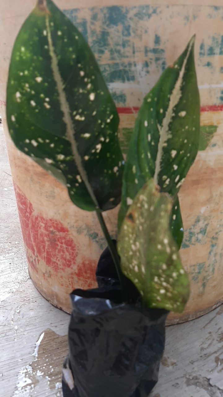 Tanaman Hias Agglonema Sarikit