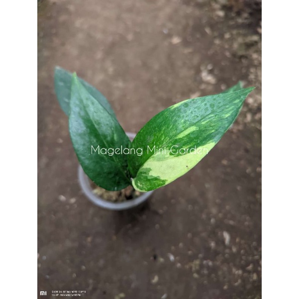 Epipremnum variegata yellow