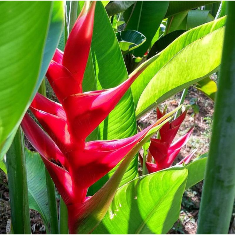 Tanaman hias heliconia pisang bali pisang hias pohon pisang pisangan hias