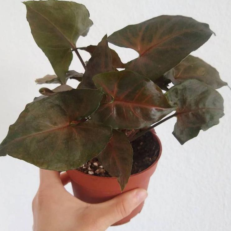 Terbaik Tanaman syngonium podophyllum maria - Syngonium maria allusion - Syngonium Chocolate