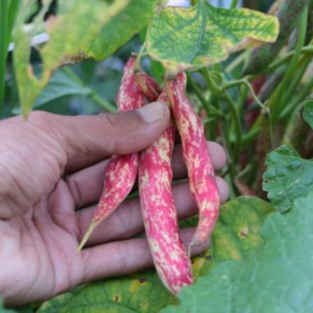 10 Biji - Benih Kacang Merah LOKAL (Kidney French Bean)