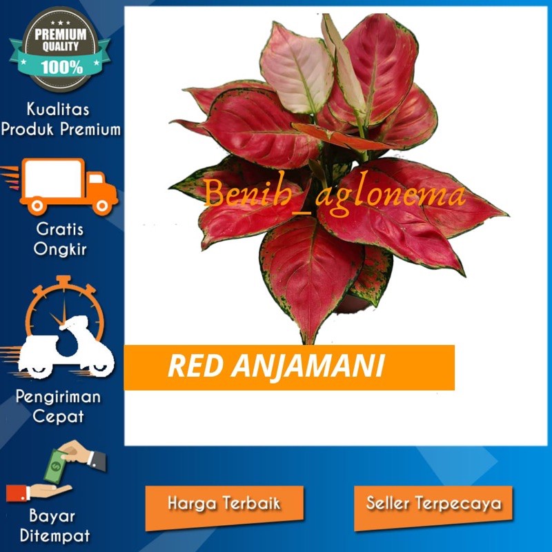 bonggol aglonema red anjamani bunga aglonema red anjamani murah