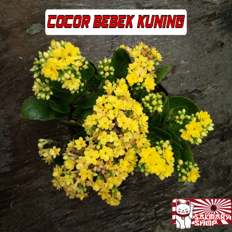 Tanaman Hias Bunga Cocor Bebek KUNING / Kalanchoe Calandiva / Bunga Tumpuk Kalancu BUKAN BIJI 