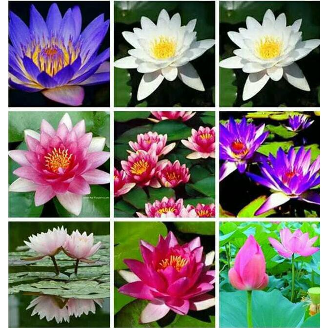 

Mini Water Lily Lotus Bonsai Bibit Best Quality